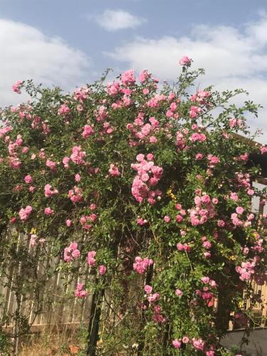 

Blooming Nest HoliyaVilla