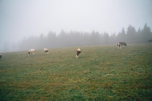 Turnovská chata Turnovská chata