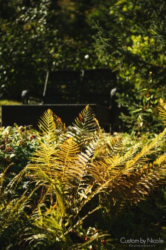 The Fern Lodge