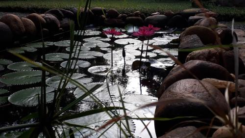 Private Organic House in Udawalawe