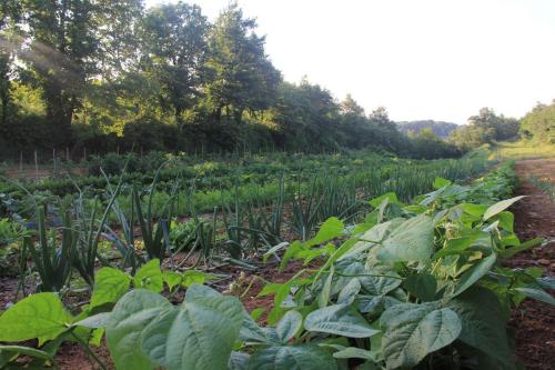 Bio Agriturismo Aia del Tufo