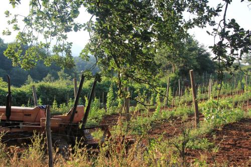 Bio Agriturismo Aia del Tufo