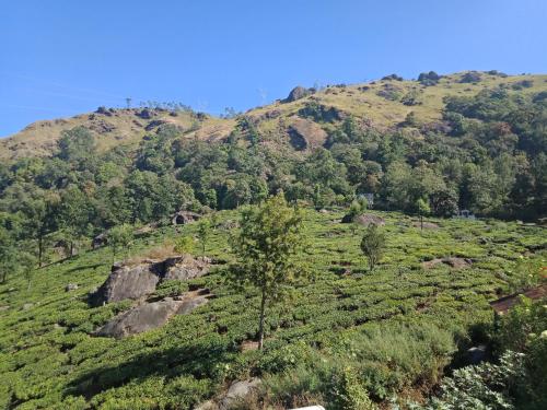 สภาพแวดล้อมโดยรอบ, Tea Dale - All rooms with Tea Estate view in โปธามทุ