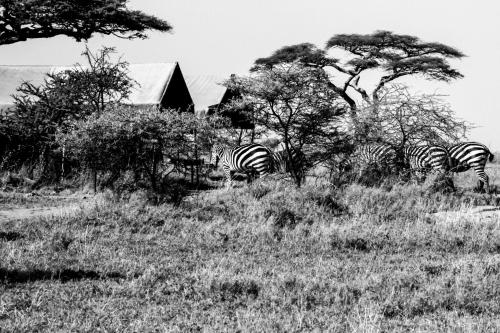 Serengeti Savannah Camps