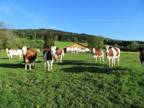La ferme du bonheur BnB Consolation-Maisonnettes