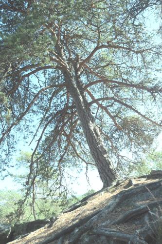 A l'orée de la forêt