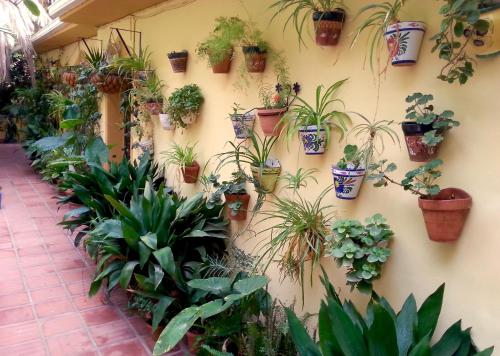 Casa Esperanza, Málaga (fotografie 3)