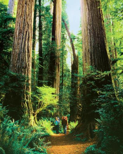 Redwood Suites