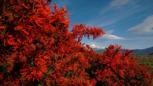 Cabanas Muller in Junín de los Andes