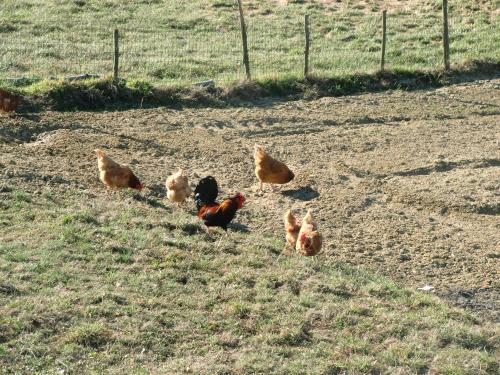 Agriturismo La Cascina in Bossolasco