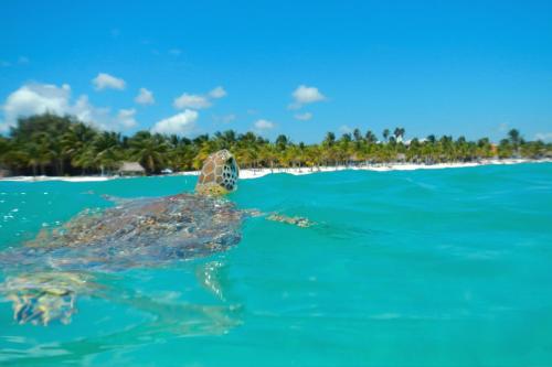 Beautiful & Cozy Studio in Akumal Paradise-Wifi, AC