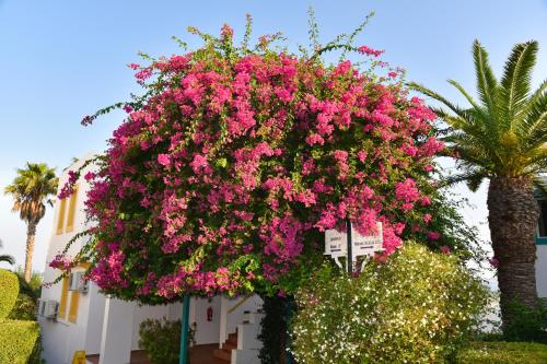 Mastichari Bay Hotel - image 11