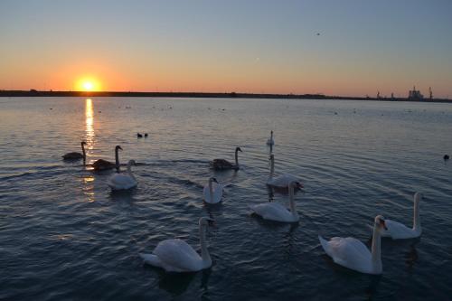 Hotel Laguna – Mangalia, CA