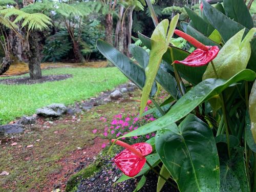 Hau‘oli Place (Happy Place!) - image 6