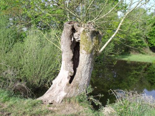 La petite Cauvinière