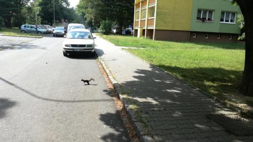Flat for 2 people, WiFi in Svinov