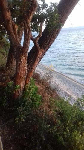  Seafront Grapevine Terrace in Elia