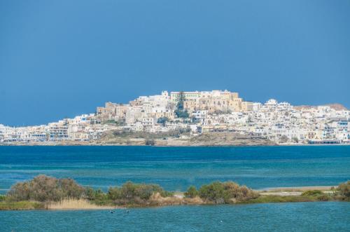  White Cedar in Stelida