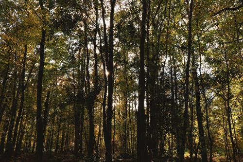Loire Valley Lodges - Hotel - image 8