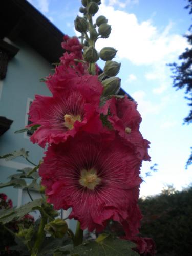 安娜泽西纳公寓