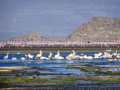 Africa Safari Lake Natron