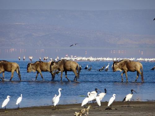 Africa Safari Lake Natron