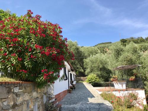 Casa Uliveto in Diano San Pietro