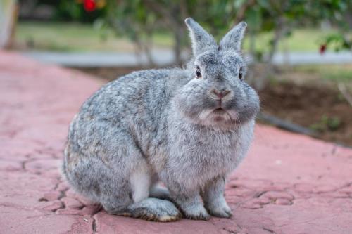 HL Miraflor Suites Hotel - image 6