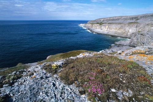 Apkārtne, Burnt Cape Cabins in Raleiha (NL)