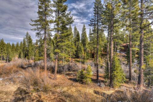 Silver Tree Sanctuary - image 10