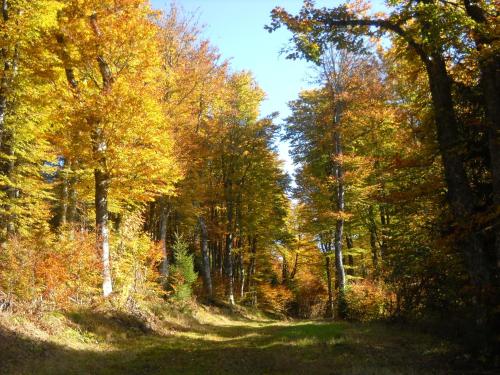 Gergovia - image 6