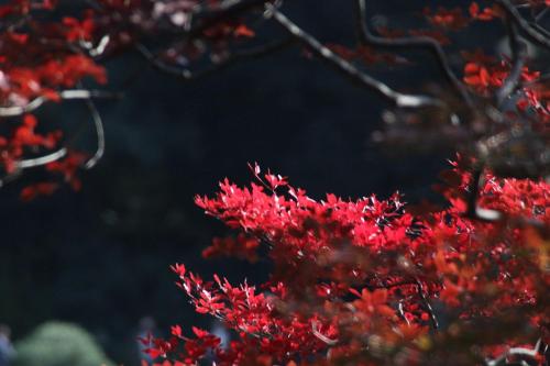 TORA HOTEL Tokyo-Rikugienn 寅ホテル 六義園 D