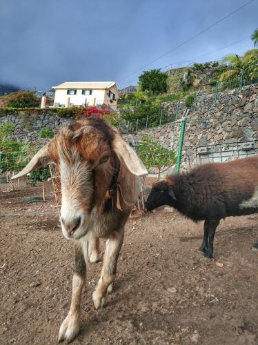  Quinta Terezinha in Ribeira Brava