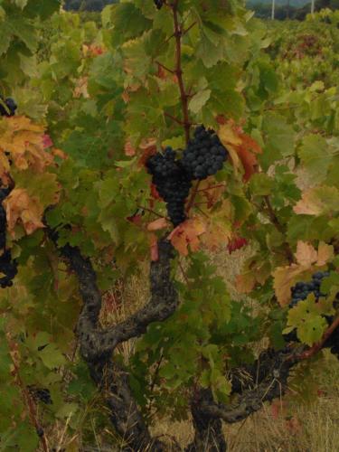 Domaine de Nidolères (Gîte de charme, Ch. Hôtes, Auberge en Pyrénées-Orientales)