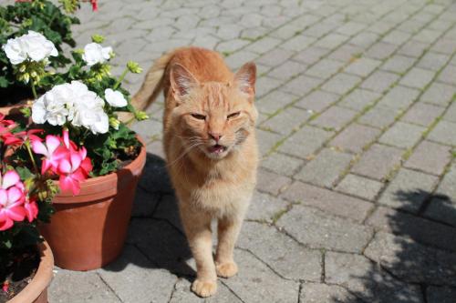 施瓦扎瓦尔德霍夫度假屋 施瓦扎瓦尔德霍夫度假屋