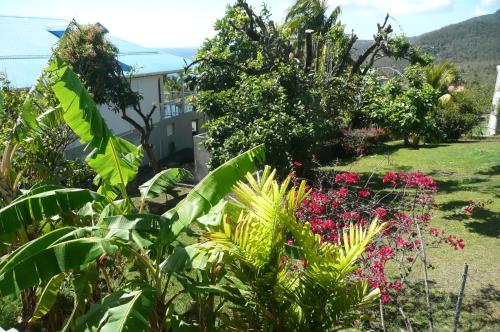 Douceurs Caraïbes, Gîte Balisier.