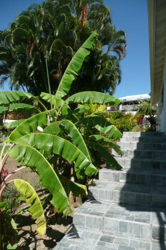 Douceurs Caraïbes, Gîte Balisier.