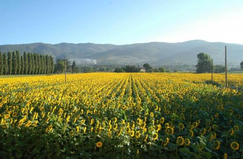 Holiday Home Il Moro Novo - image 10