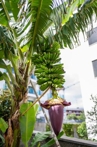 Dorisol Estrelicia Hotel - image 6