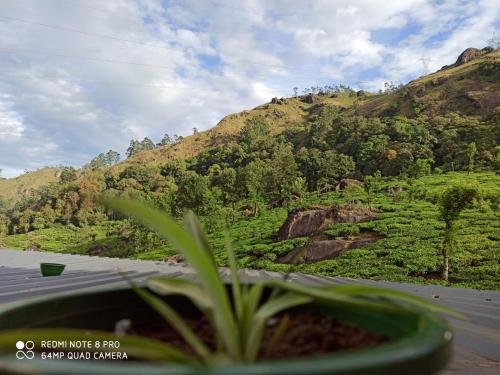 Tea Dale - All rooms with Tea Estate view