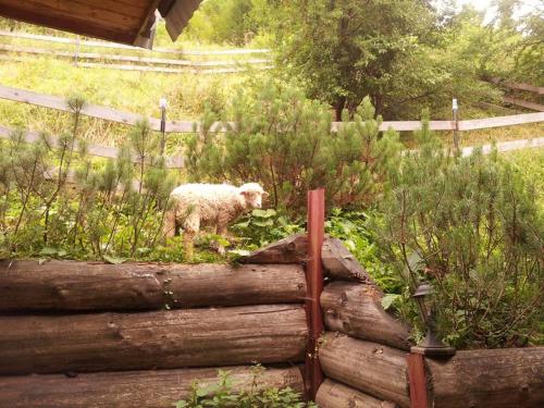 Mały domek pod lasem, Zakopane (photo 8)