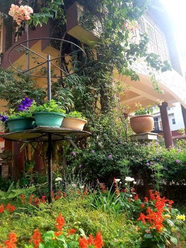 Bougainvillea – Guwahati, TX