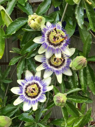  B&B Zonnedauw in Zwartemeer