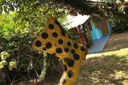 Casinha Azul de Penedo