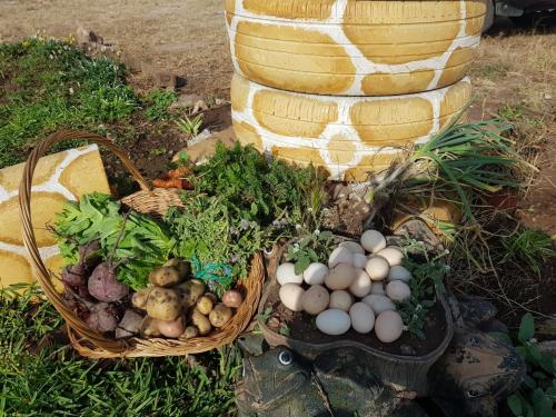 정원, Bird branch house in Settat