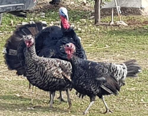 시설, Bird branch house in Settat