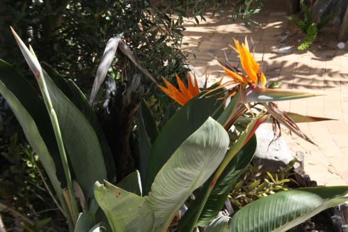 The Vinelands on Alpha Guest House – Cape Town, TX