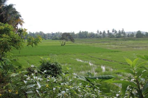 Paddy Field Villa Midigama