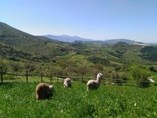 L'ALPACA DELLA ROSSA - AGRITURISMO