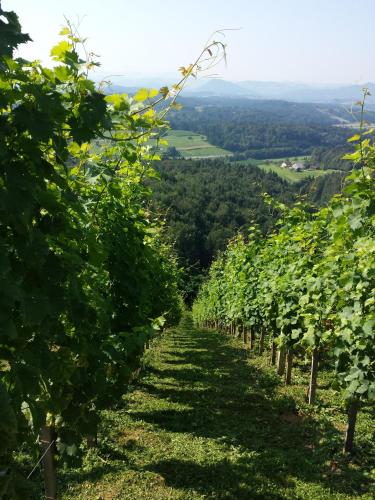 Vineyard Paradise Senica